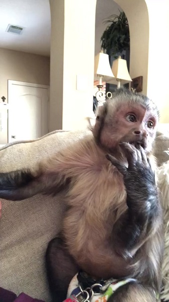 George The Monkey Tiktok : Details To Know About The Viral Monkey